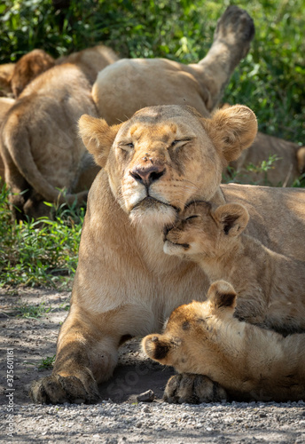 Lioness and her two cubs resting amongst their pride of lions in Ndutu Tanzania