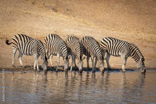 Line of thirsty adult zebras standing at the edge of river and drinking water in Kruger Park in South Africa