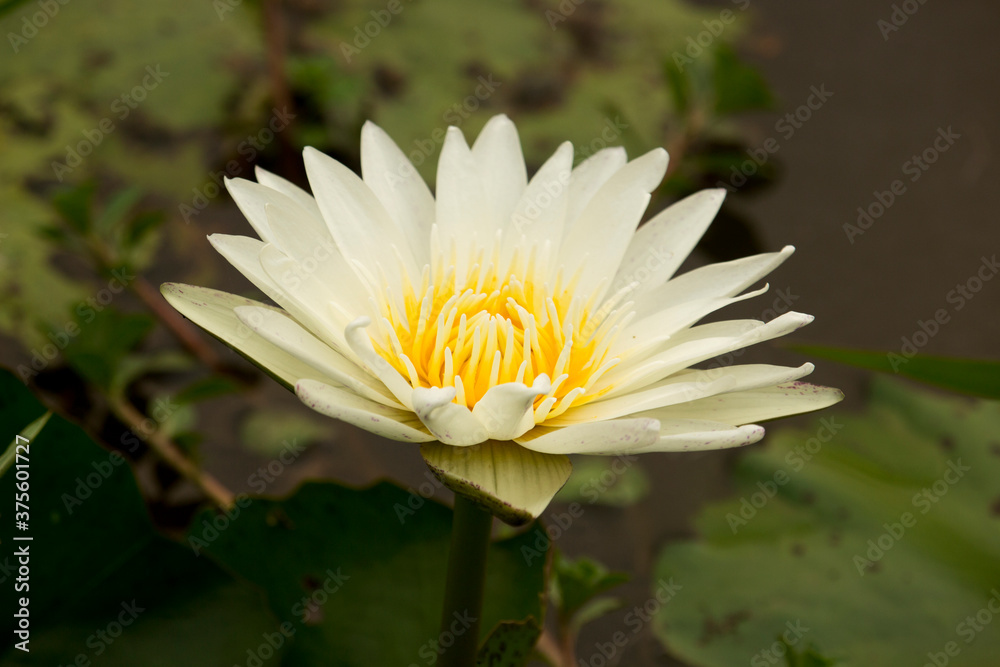 White lotus flowers are blooming with sunset in the evening, White lotus flowers are blooming with sunset in the evening,