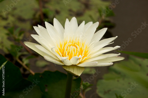 White lotus flowers are blooming with sunset in the evening 