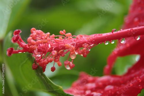 macro of red flower with water drops
