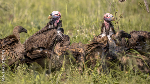 фотографія African vultures scavenging