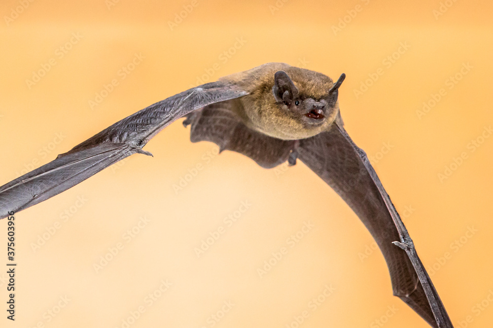 Fototapeta premium Flying Pipistrelle bat on brown background crop