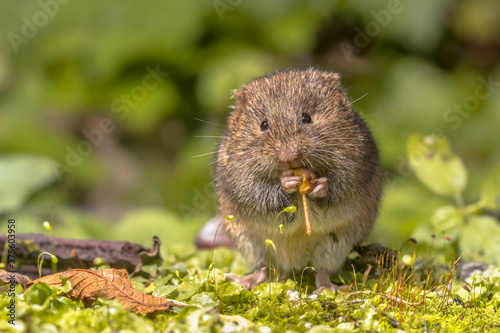 Field vole eating berry photo
