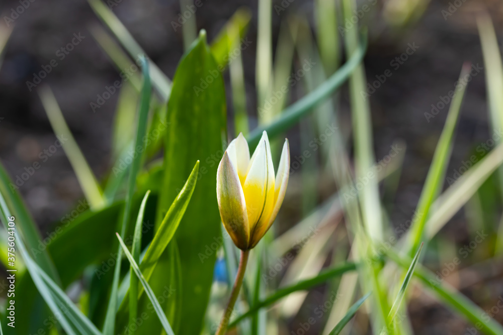Beautiful yellow-white flower of wild tulip at spring Beautiful yellow-white flower of wild tulip at spring