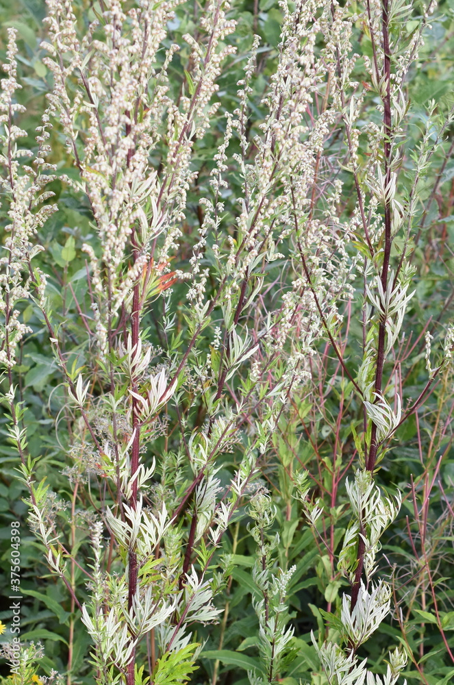 Artemisia vulgaris common mugwort aromatic flowering plant allergen