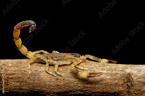 Fotografie, Obraz Image of brown scorpion on brown dry tree branch. Insect. Animal.