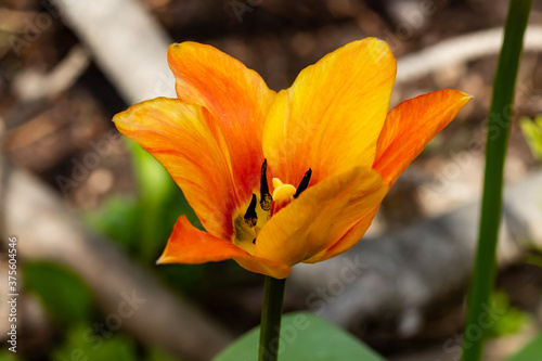 Bright yellow-orange tulip blossom in spring garden