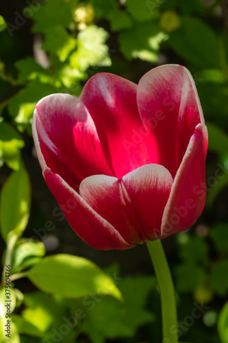 Bright red-white tulip blossom in spring garden