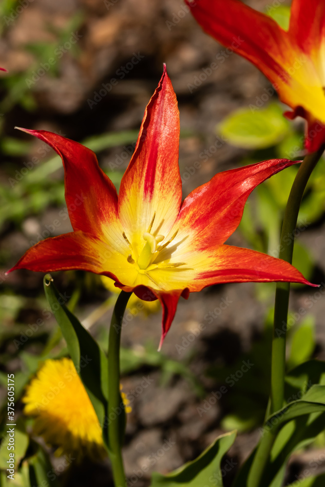Bright red-yellow tulip blossom in spring garden Bright red-yellow tulip blossom in spring garden