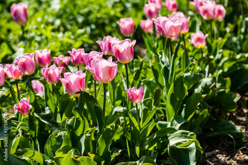 Pink tulip flowers on flowerbed in city park