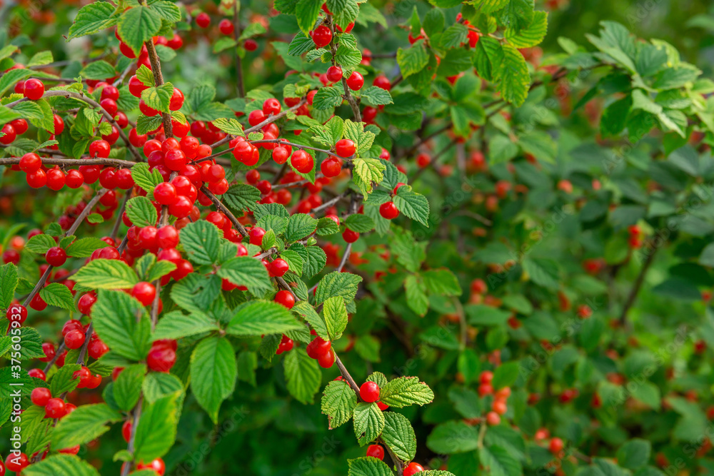 lush bush with berries of red juicy ripe cherries on the branches. Cherry juice. lush bush with berries of red juicy ripe cherries on the branches. Cherry juice.