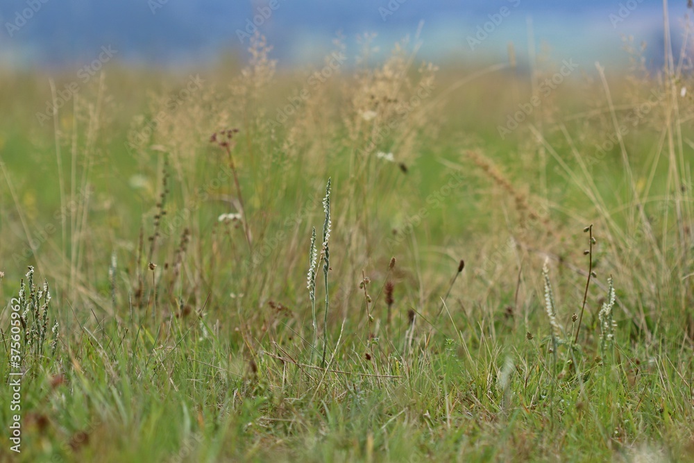 Herbst-Drehwurz (Spiranthes spiralis).