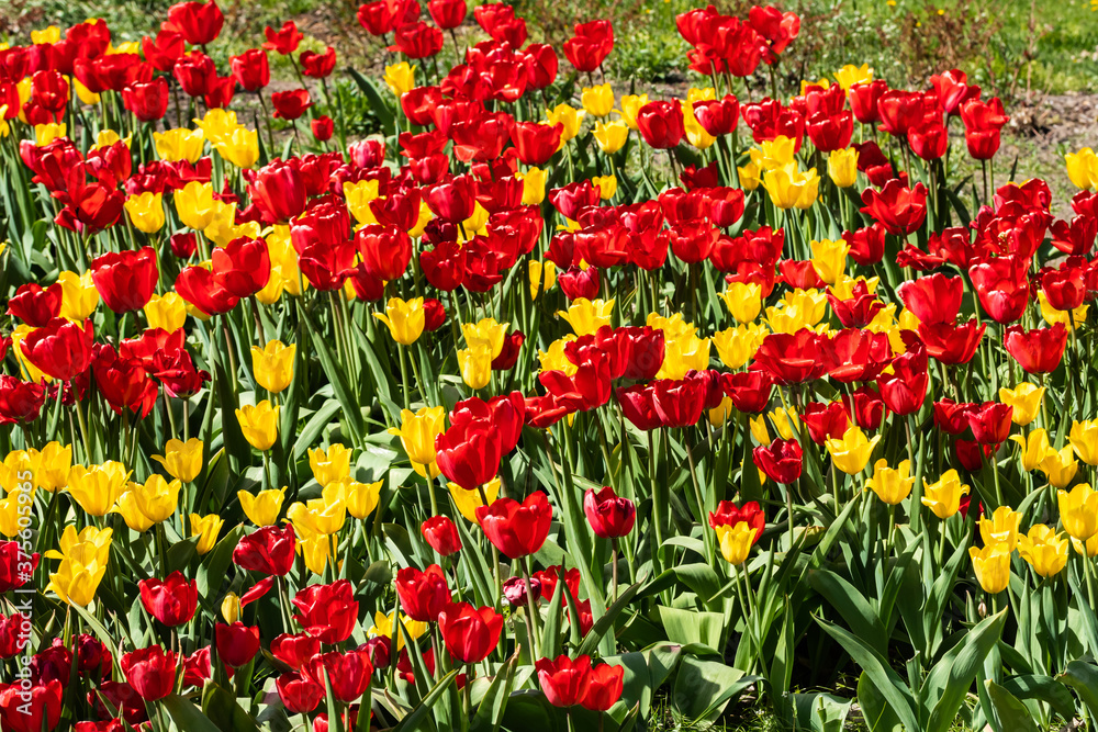 Field with beautiful yellow and red tulip flowers