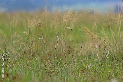 Herbst-Drehwurz (Spiranthes spiralis).