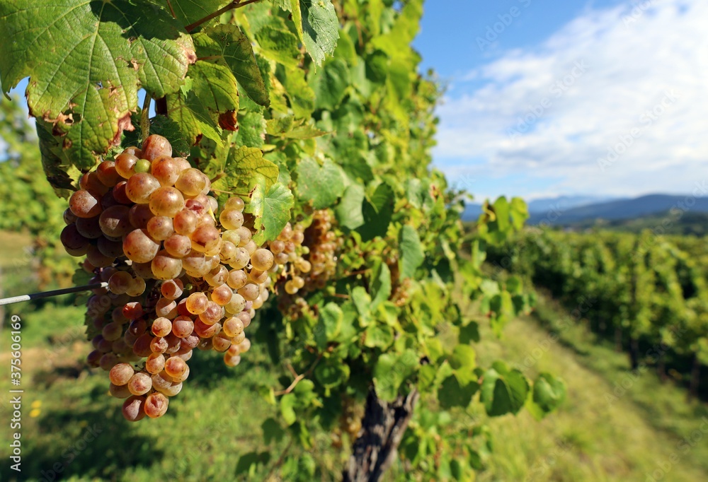 Bunch of white grapes, native Friulian Picolit vine, few days before the grape harvest