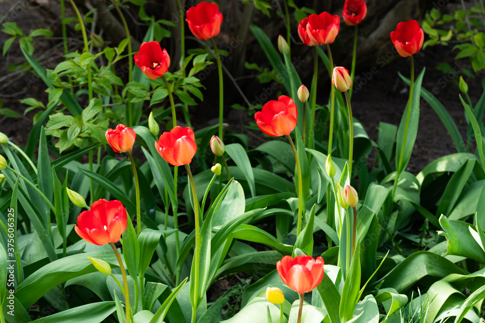 Red tulip flowers on flowerbed in city park Red tulip flowers on flowerbed in city park