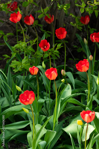 Red tulip flowers on flowerbed in city park