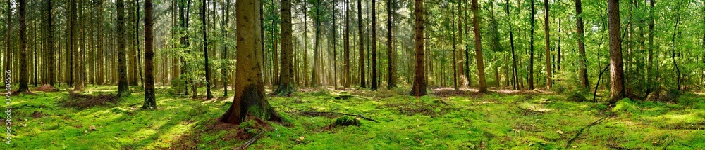 Panorama of a forest with a glade covered by moss in the light of the morning sun