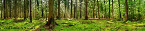 Panorama of a forest with a glade covered by moss in the light of the morning sun