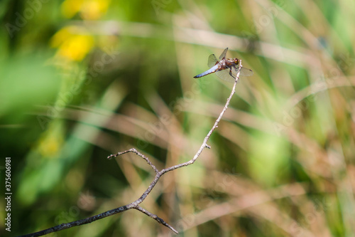 dragonfly on a branch © jeanluc