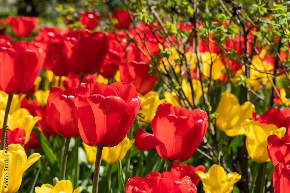 Yellow and red tulip flowers on flowerbed in city park