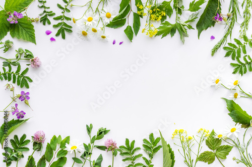 Photos Frame of fresh medicinal herbs and wild flowers top view