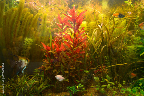 Green plants growing and pet fishes swimming in the aquarium