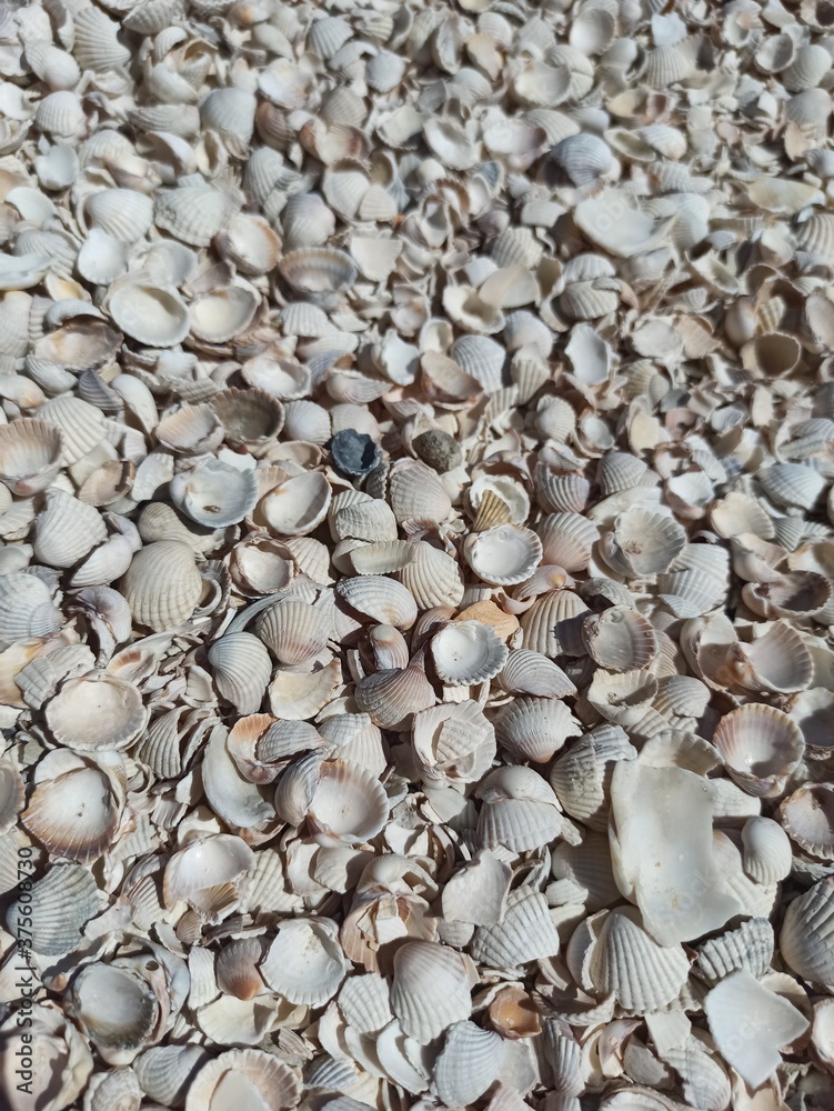 seashells on the sea