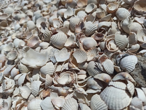 seashells on the sea
