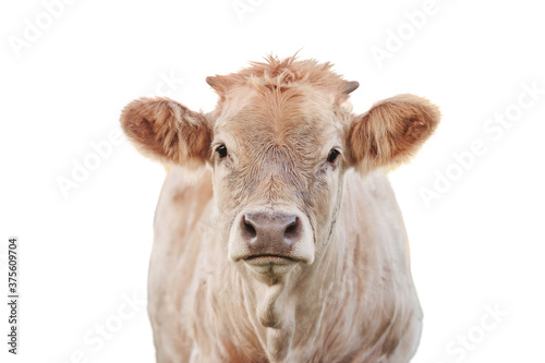 a cow portrait on a white background