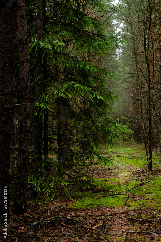 Fototapeta premium Pine dark forest. In a fairy forest.