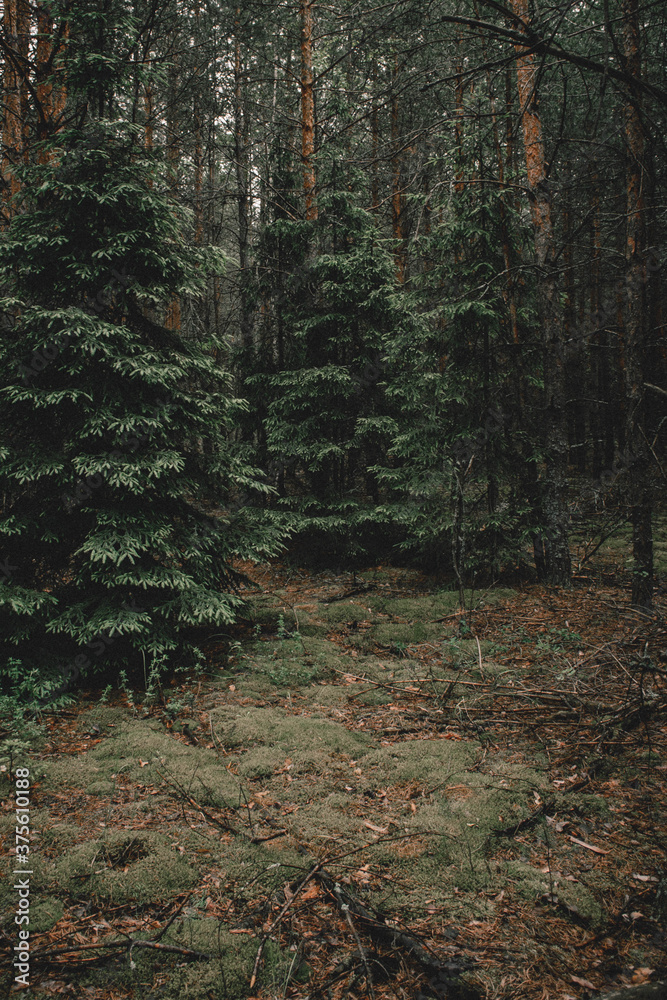 Obraz premium Fabulous beautiful pine forest. Walks in the woods.