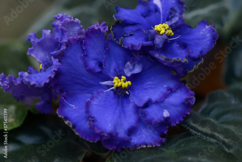 Close-up of blue violets blossom