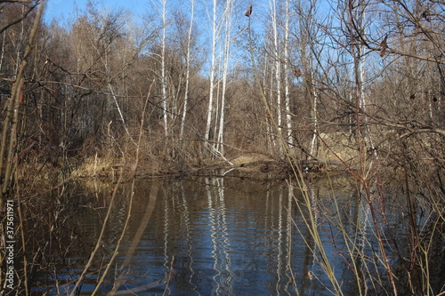 pond with dry grass on the lake in the water in the trees in autumn