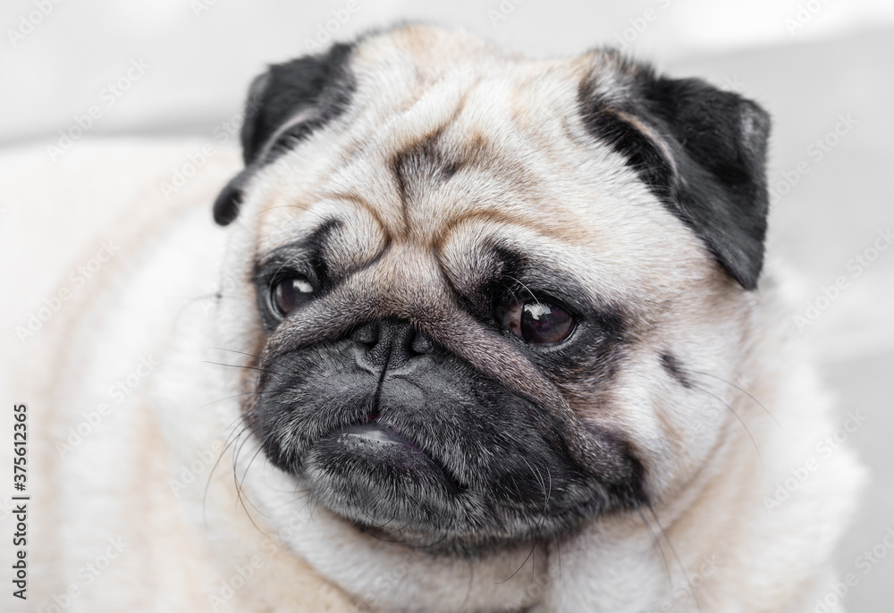 Portrait of cute pug pouting and looking grumpy