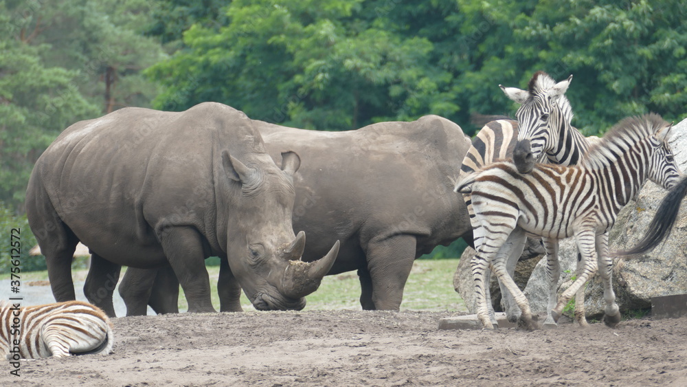 Fototapeta premium Nashorn und Zebra