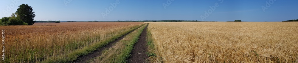 Country road in a wheat field