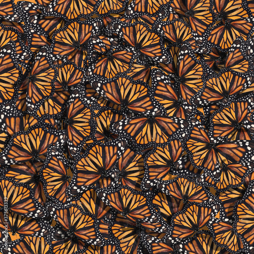 Canvas Print Many bright beautiful monarch butterflies as background