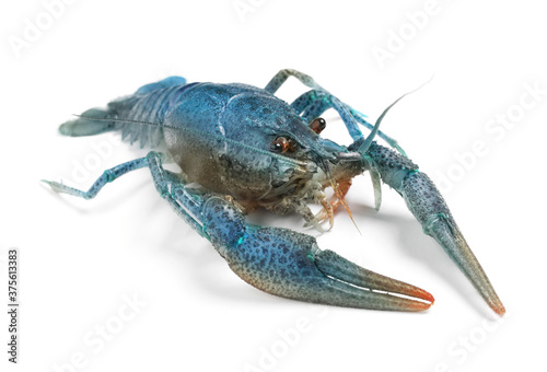 Blue crayfish isolated on white. Freshwater crustacean