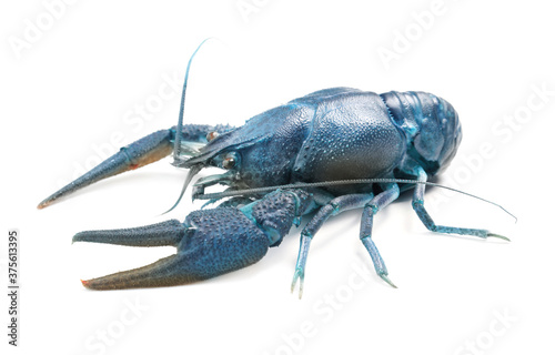 Blue or sapphire crayfish isolated on white