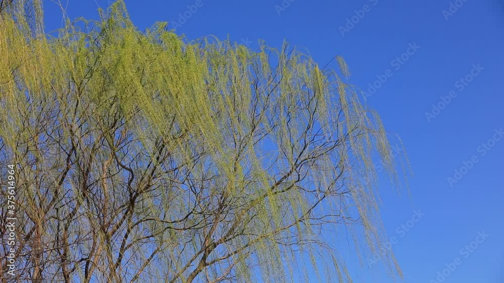 Willows swayed in the breeze against the blue sky Willows swayed in the breeze against the blue sky