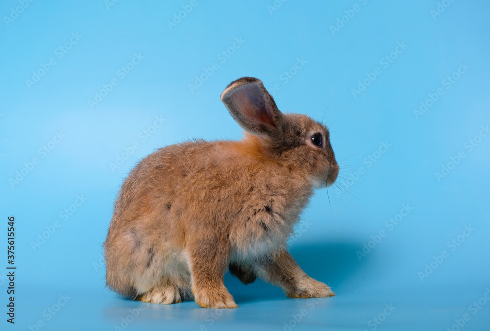 The brown rabbit was sitting with his back on the blue background. The brown rabbit was sitting with his back on the blue background.