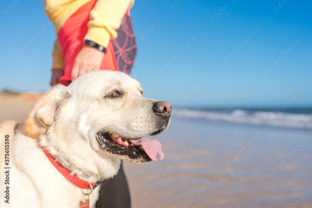 A dog on the background of the sea. Walk with a Labrador on a sandy beach, sunny blue sky outdoors background. A dog on the background of the sea. Walk with a Labrador on a sandy beach, sunny blue sky outdoors background.