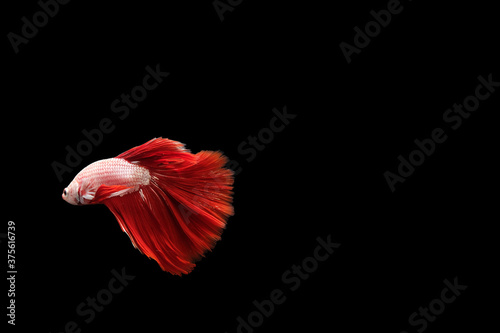 Thai betta fish on red and white body on a black background