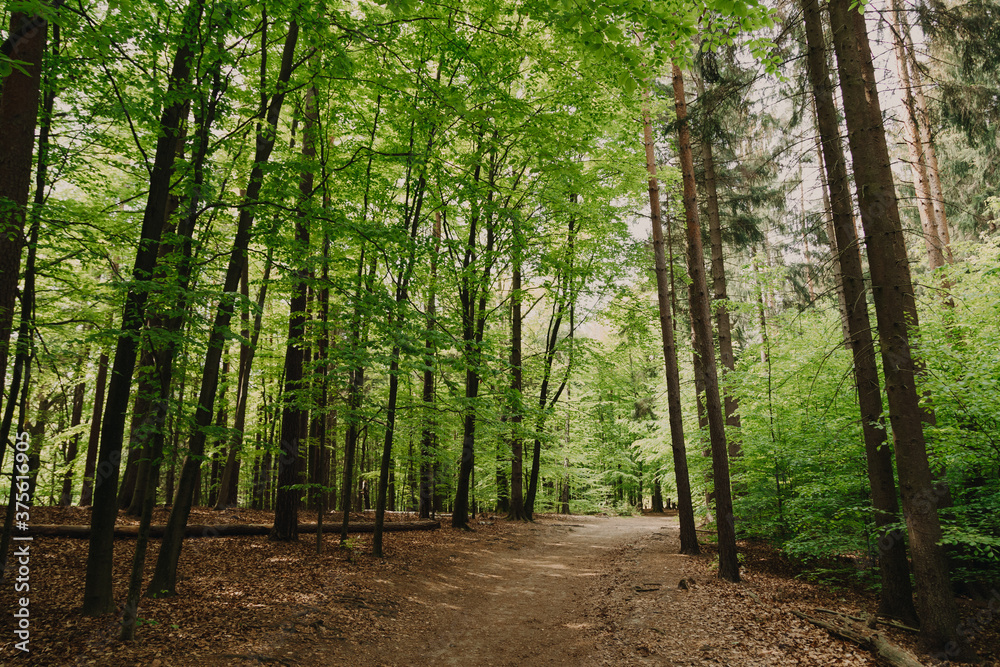 Obraz premium Sächsische Schweiz