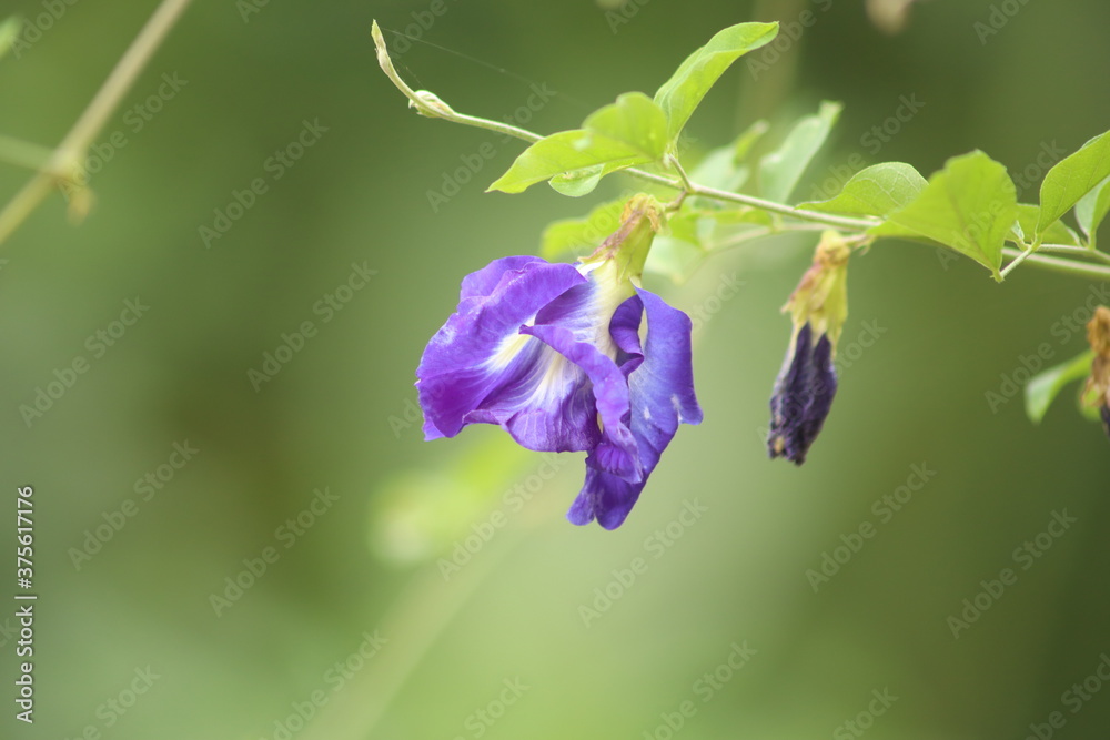 blue and green