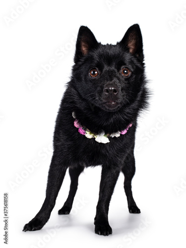 Cute solid black Schipperke dog, standing facing front wearing flowers around neck. Looking curious towards lens with brown eyes. Mouth closed. Isolated on white background. © Nynke