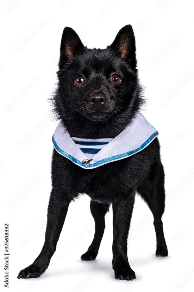 Cute solid black Schipperke dog, standing slightly side ways wearing sailor collar around neck. Looking curious towards lens with brown eyes. Mouth closed. Isolated on white background. Cute solid black Schipperke dog, standing slightly side ways wearing sailor collar around neck. Looking curious towards lens with brown eyes. Mouth closed. Isolated on white background.