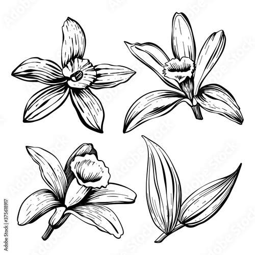 Vanilla flowers and leaves with linear art on a white background. Vector hand drawing illustration.